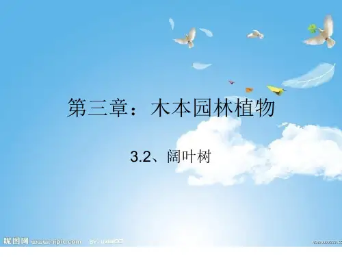 3.2阔叶树(9)
