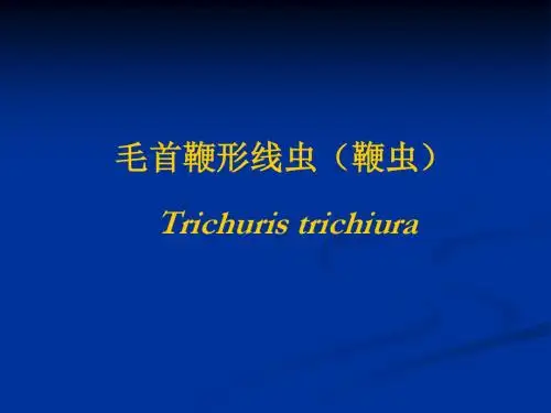3鞭虫