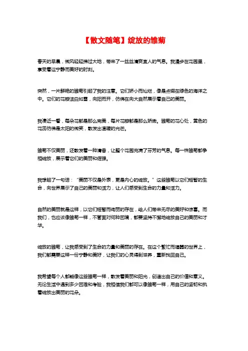 【散文随笔】绽放的雏菊