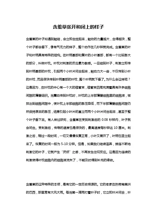 含羞草张开和闭上的样子