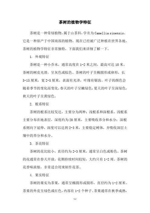 茶树的植物学特征