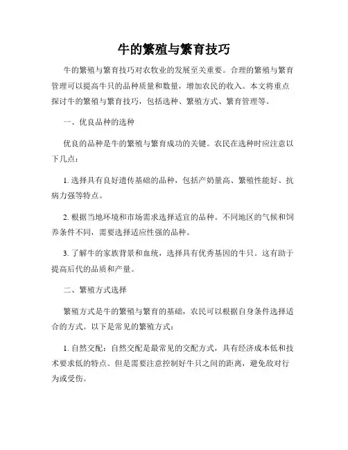 牛的繁殖与繁育技巧