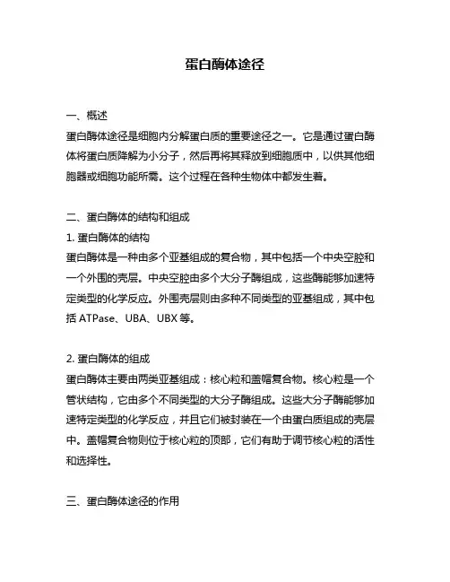 蛋白酶体途径