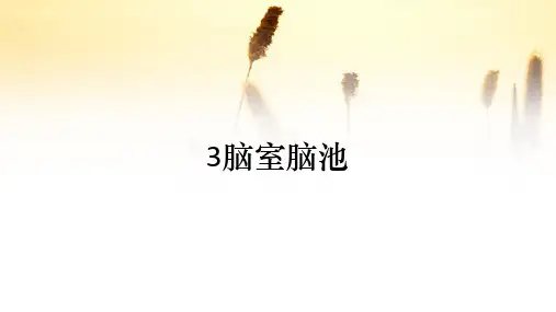 3脑室脑池(收藏)