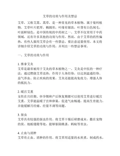 艾草的功效与作用及禁忌