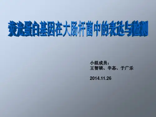 荧光蛋白基因在大肠杆菌中的表达与检测