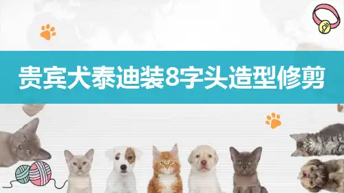 【宠物美容课件】贵宾犬泰迪装“8”字头造型修剪