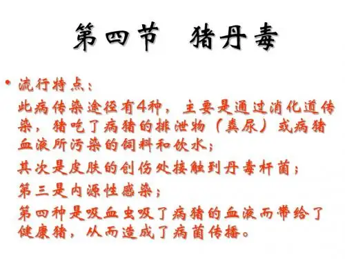 猪丹毒