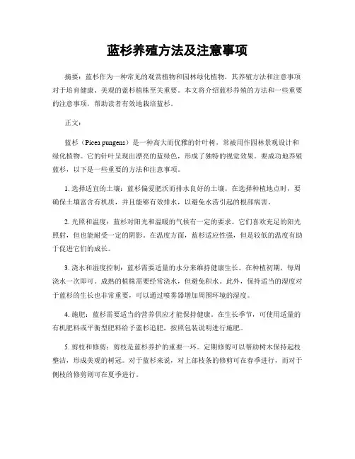 蓝杉养殖方法及注意事项
