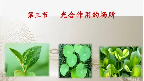 八年级上册生物 第三节《光合作用的场所》