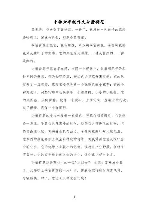 小学六年级作文令箭荷花