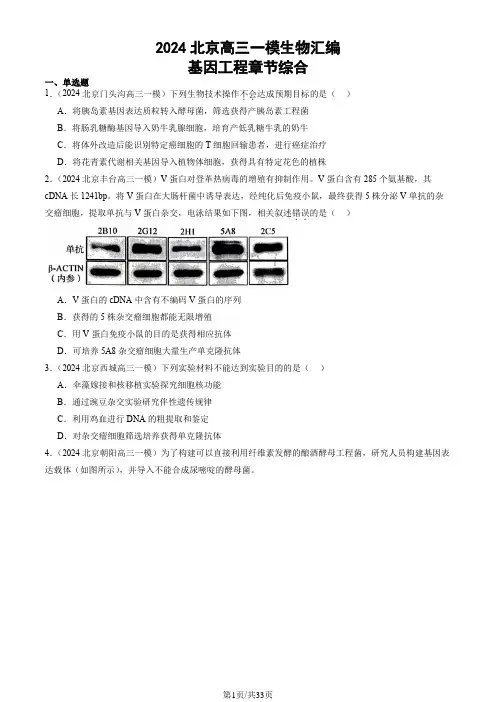 2024北京高三一模生物汇编：基因工程章节综合