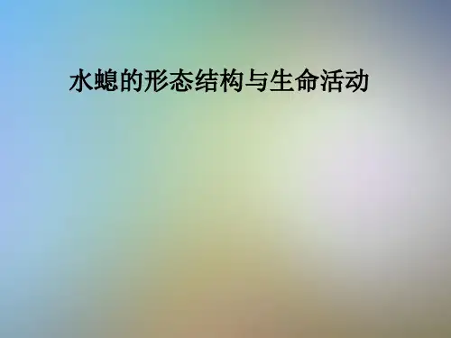 水螅的形态结构与生命活动