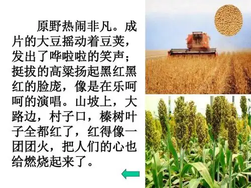 北大荒的秋天学习课件PPT