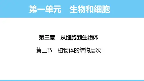 3.3 植物体的结构层次课件-2024--2025学年人教版生物七年级上册