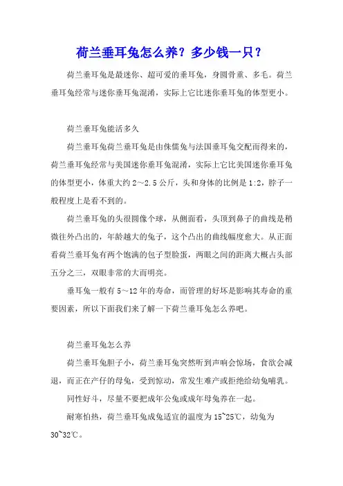 荷兰垂耳兔怎么养？多少钱一只？