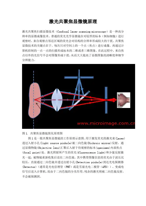 激光共聚焦显微镜原理