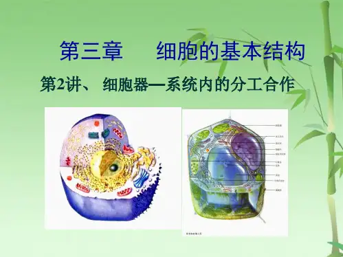 高中生物一轮复习第三章细胞器(共45张PPT)