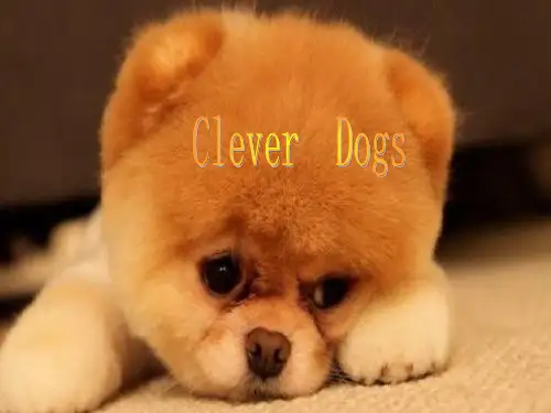 英语介绍狗狗