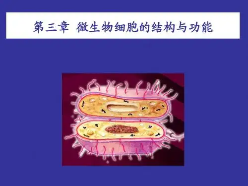 3-3微生物细胞的结构与功能