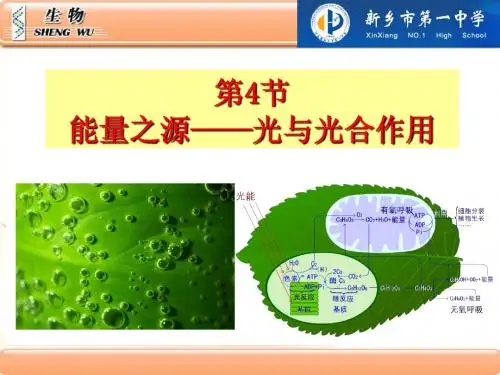 耿直-5.4能量之源——光光合作用与