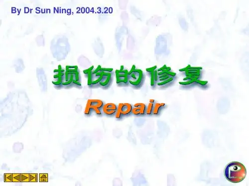 病理学 3.损伤的修复