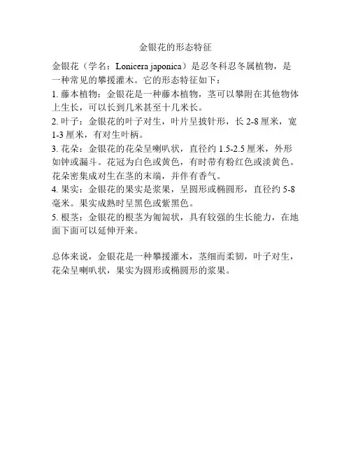 金银花的形态特征