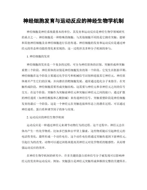 神经细胞发育与运动反应的神经生物学机制
