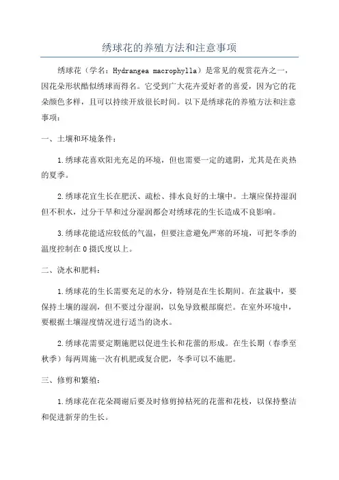 绣球花的养殖方法和注意事项