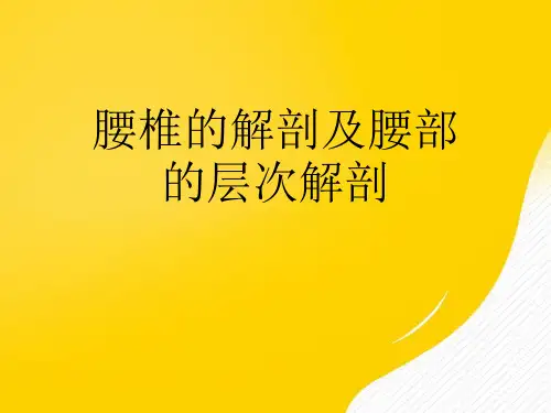【优秀文档】腰椎的解剖及腰部的层次解剖PPT