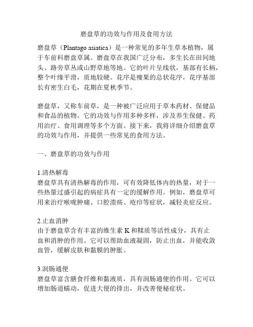 磨盘草的功效与作用及食用方法