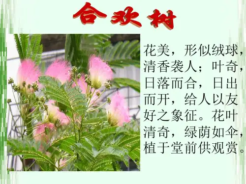 高教版基础模块下册1《合欢树》课件