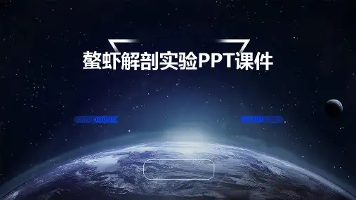 螯虾解剖实验PPT课件