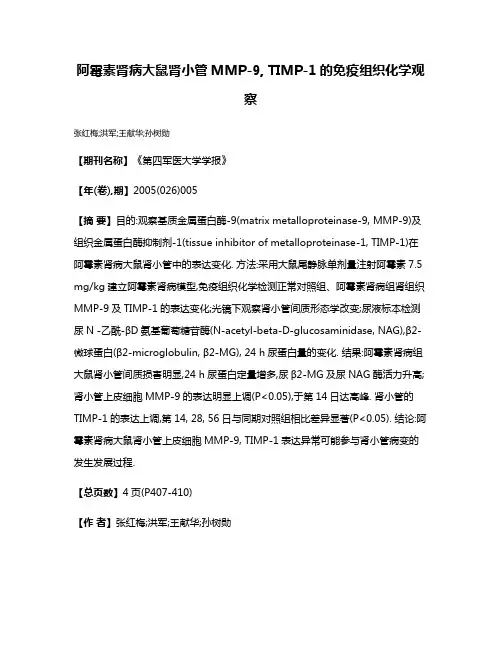 阿霉素肾病大鼠肾小管MMP-9, TIMP-1的免疫组织化学观察