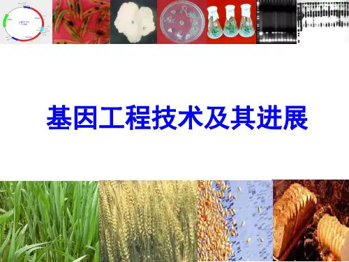 基因工程技术及其进展 (2) ppt课件