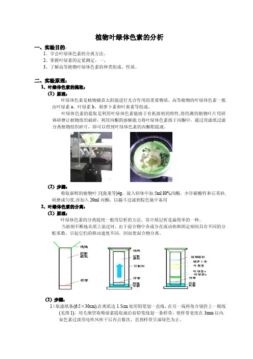 叶绿素的提取与分析测定