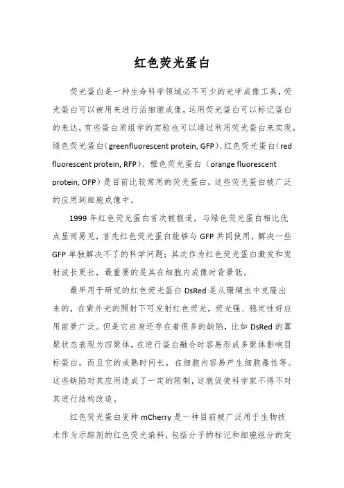 红色荧光蛋白