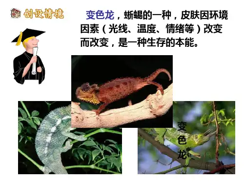 变色龙PPT课件图文并茂资料详实