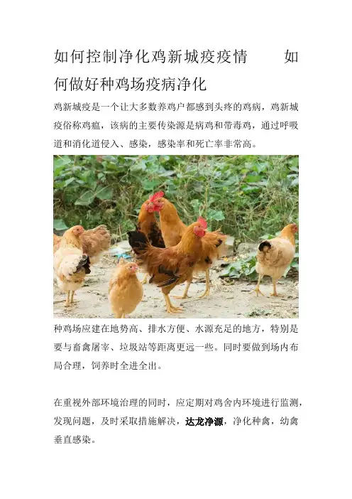 如何控制净化鸡新城疫疫情如何做好种鸡场疫病净化