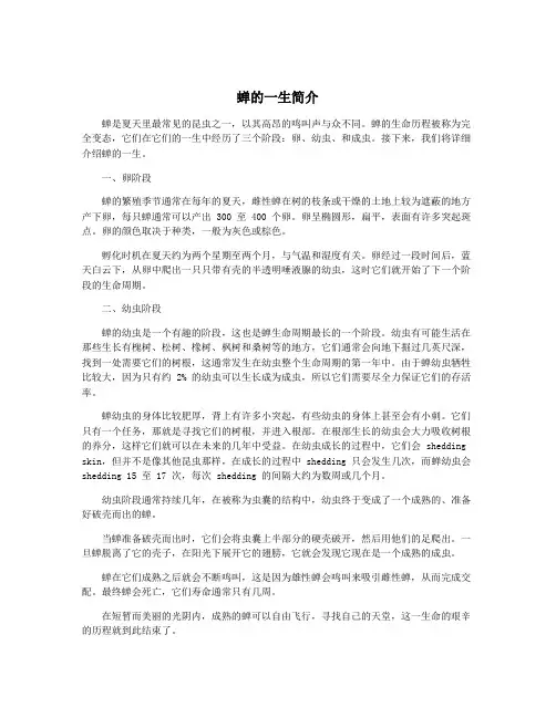 蝉的一生简介