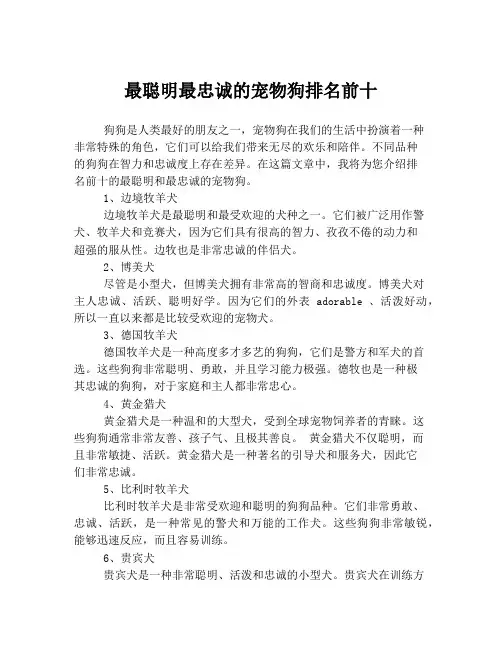 最聪明最忠诚的宠物狗排名前十