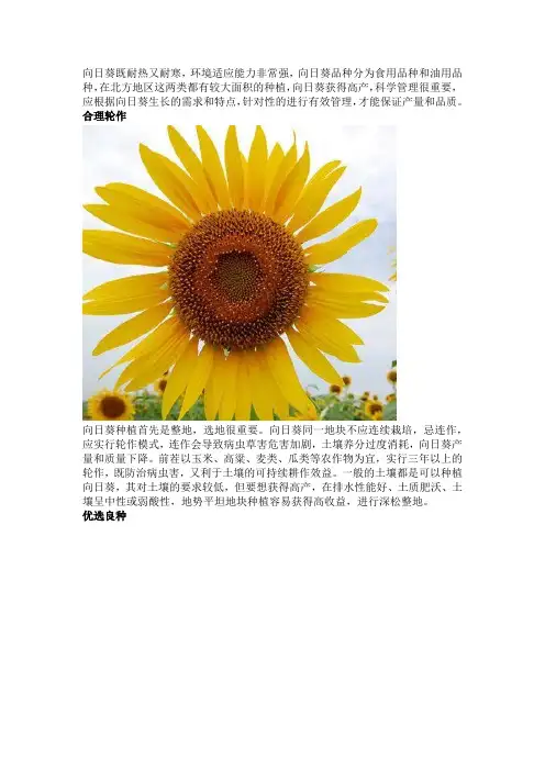 北方地区向日葵高产高效的科学管理方法