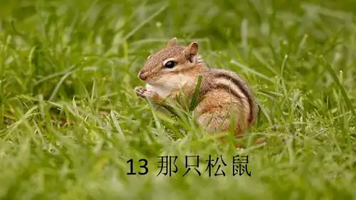 13  那只松鼠.