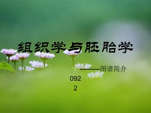 组织学与胚胎学图片集精品PPT课件