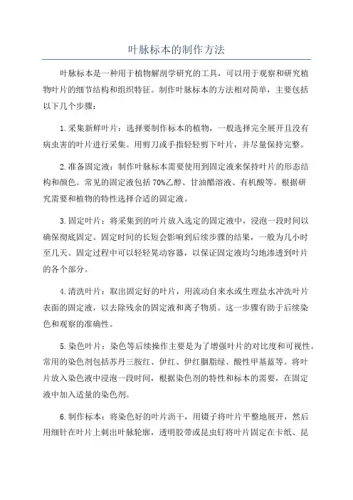 叶脉标本的制作方法