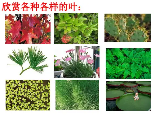 浙教版科学植物的叶与蒸腾作用PPT(精选)课件