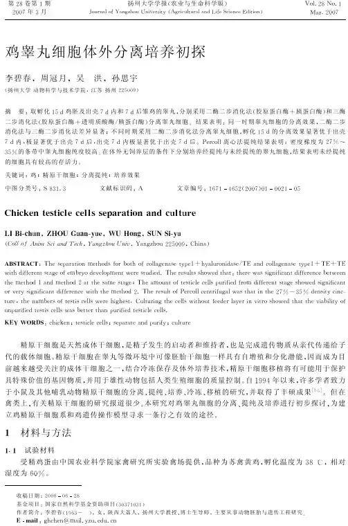 鸡睾丸细胞体外分离培养初探