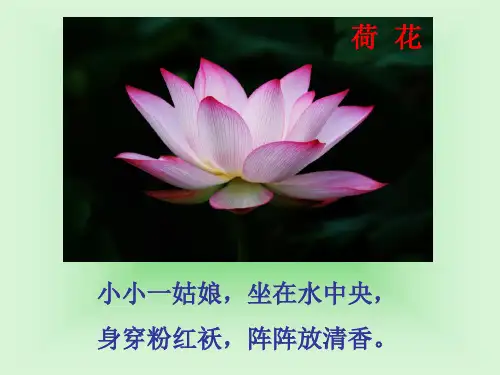 (五下)美术优秀课件-18《映日荷花别样红》2 浙美版 PPT(12页)