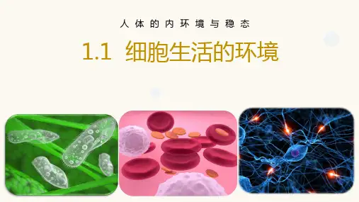 1.1细胞生活的环境课件高二上学期生物人教版选择性必修1(1)