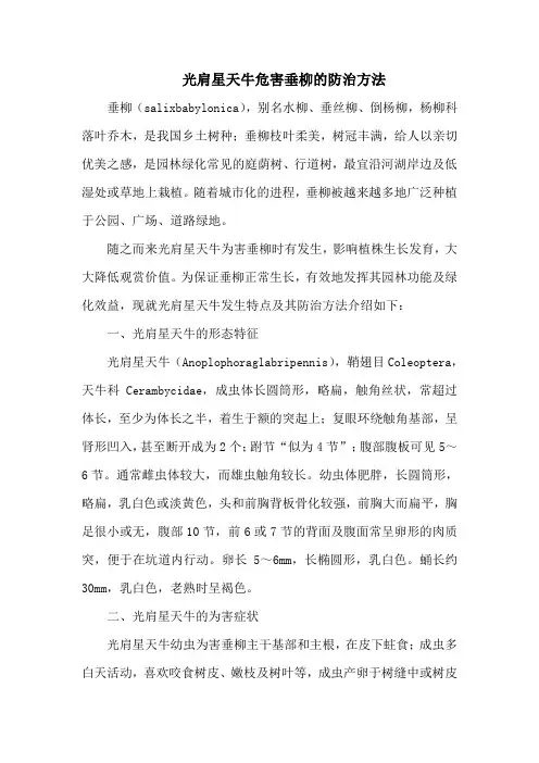 光肩星天牛危害垂柳的防治方法